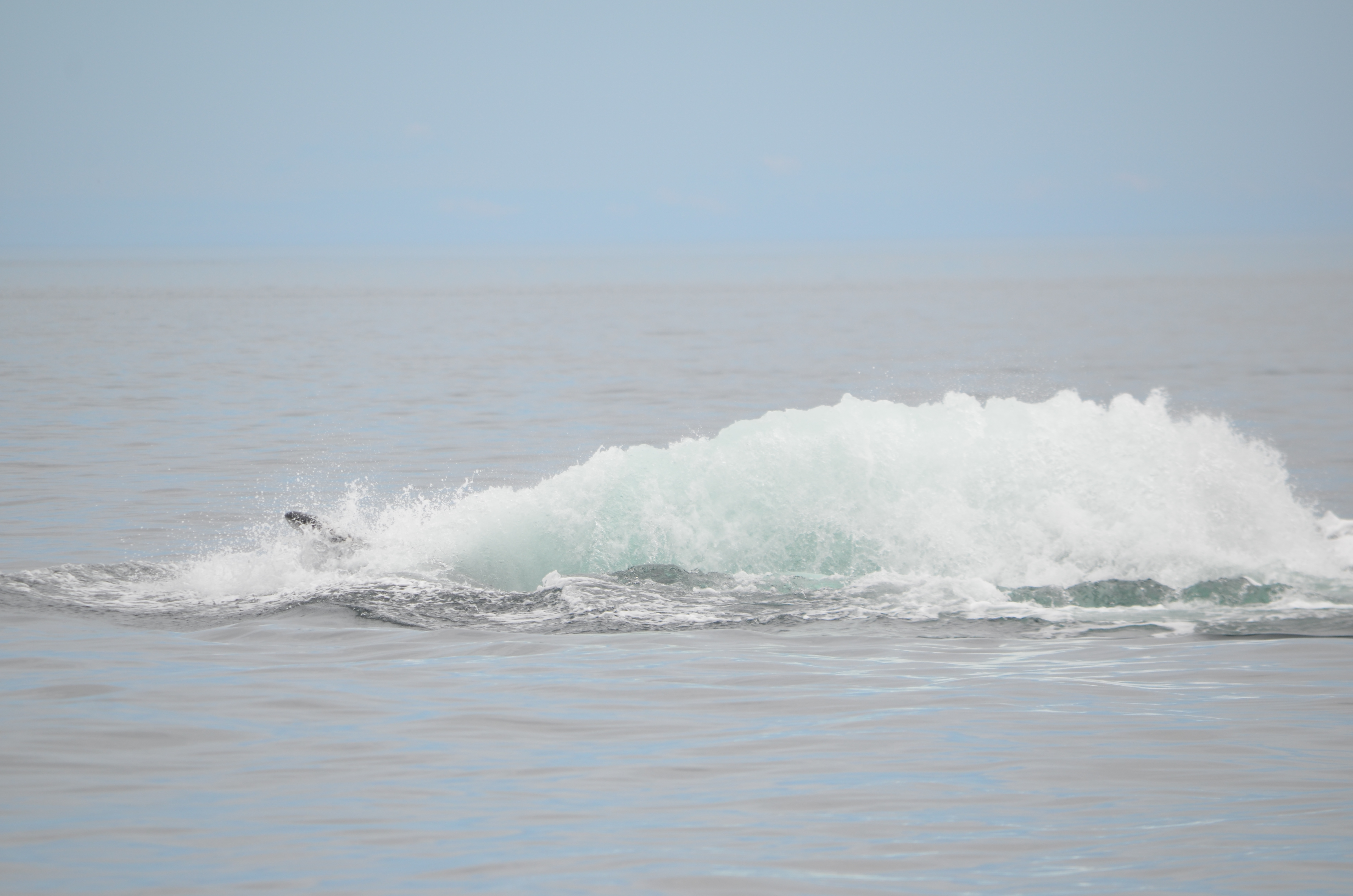 photos/wildlife/Mammal_Species/Humpback Whale/DSC_0178.JPG